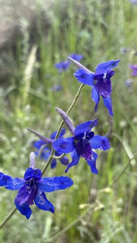 Siberian larkspur