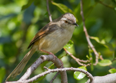 Prinia subflava affinis