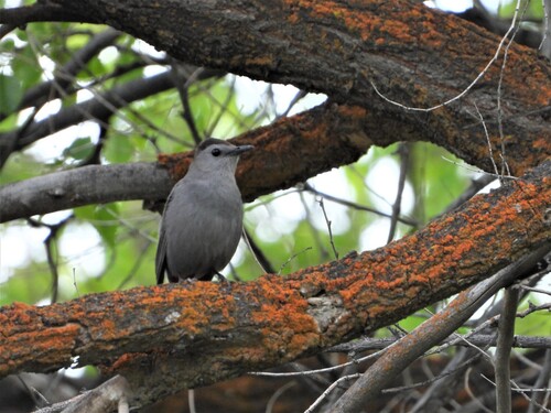 Gray Catbird photographed in Oregon