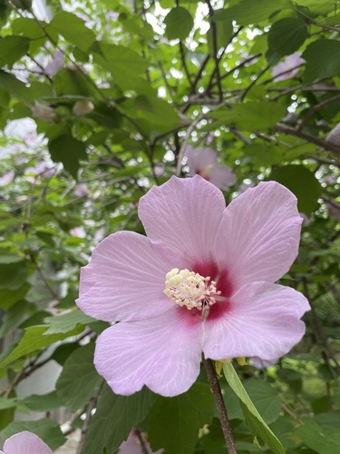common hibiscus