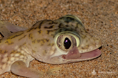 Stenodactylus doriae