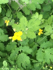 Chelidonium majus