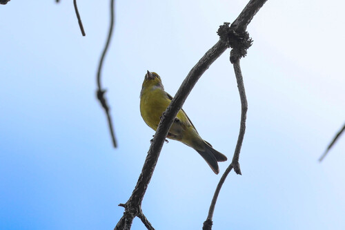 Citril Finch (Carduelis citrinella), photo 5