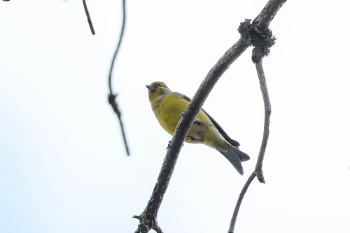 Citril Finch (Carduelis citrinella), photo 4