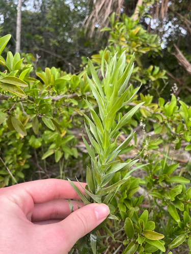 Pityopsis aequilifolia, photograph 2