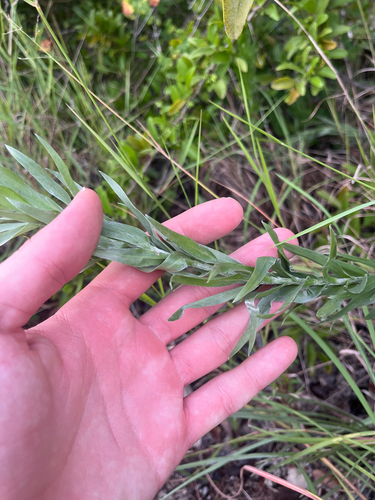 Pityopsis aequilifolia, photograph 3