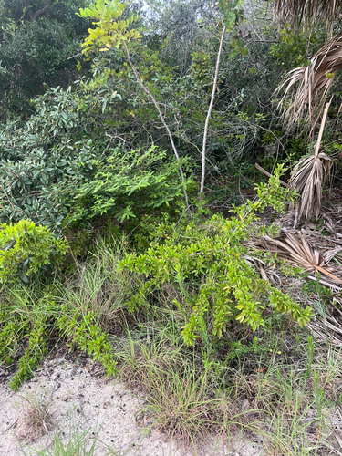 Pityopsis aequilifolia, photograph 6