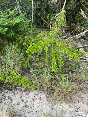 Pityopsis aequilifolia, photograph 5