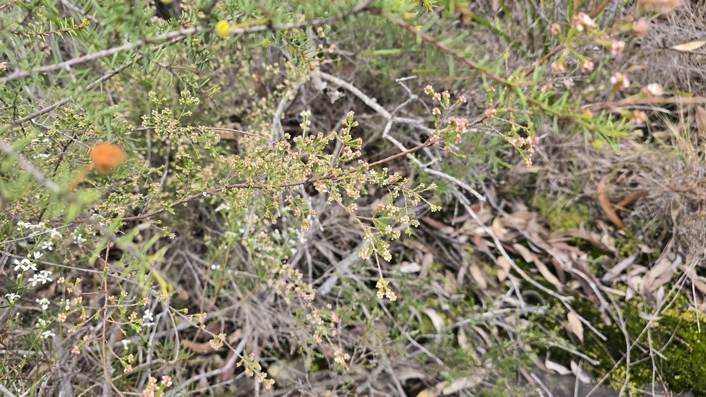 Micromyrtus ciliata; photograph (c) Petra Holland, some rights reserved (CC BY)