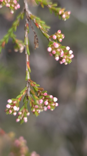 Micromyrtus ciliata, photograph 4