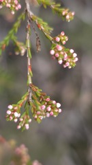 (c) Petra Holland, some rights reserved (CC BY) Micromyrtus ciliata, photograph (c) Petra Holland, some rights reserved (CC BY)