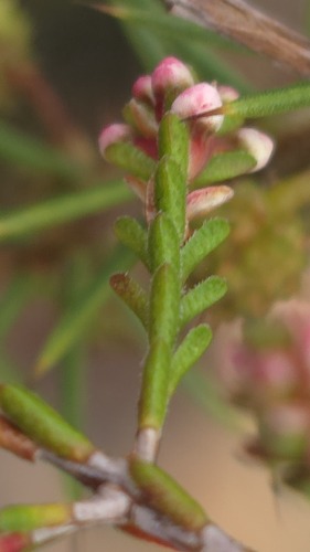 Micromyrtus ciliata, photograph 3