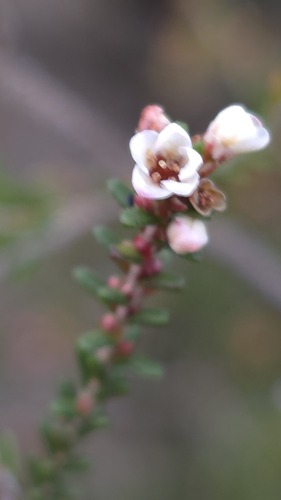 Micromyrtus ciliata, photograph 1