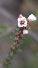 Micromyrtus ciliata