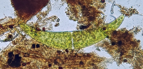 Closterium ehrenbergii, 2026-06-13