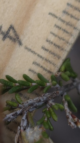 Micromyrtus ciliata, photograph 2