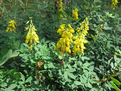 Cytisus nigricans