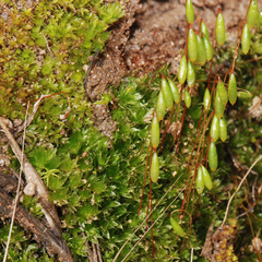 Ptychostomum torquescens