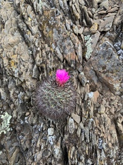 Pediocactus nigrispinus