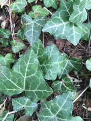 Hedera helix