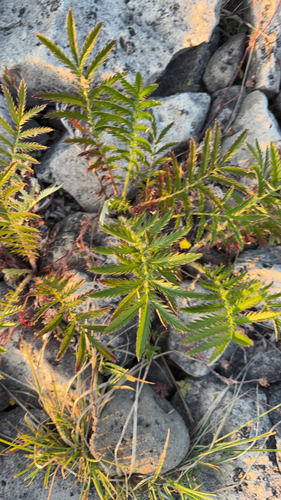 common silverweed