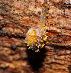 Neobarya agaricicola