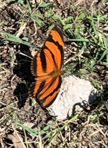 Banded Orange Heliconian