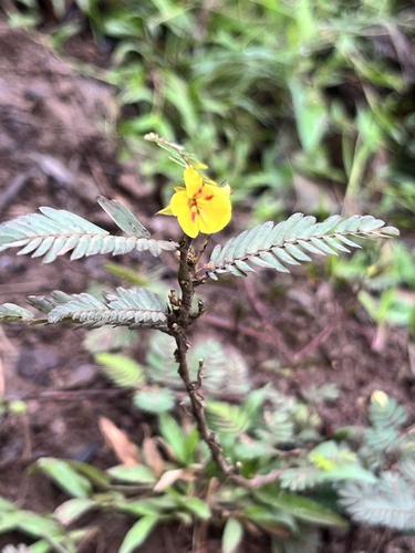 Chamaecrista nictitans observed 2026-07-13