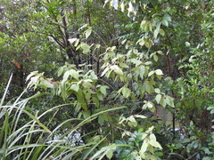 Callicarpa pedunculata