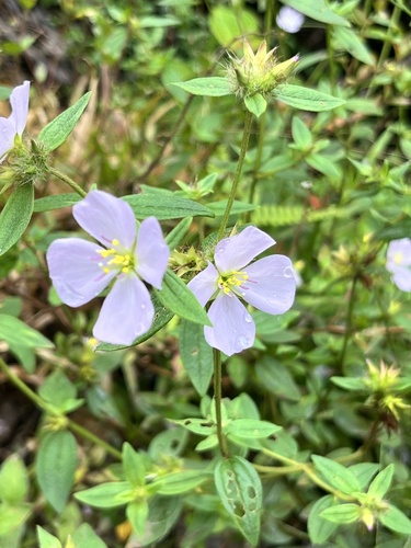 Pterolepis glomerata observed 2026-07-13