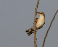 Cisticola galactotes