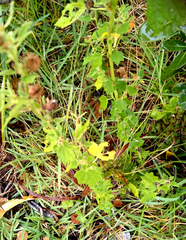 Abutilon sonneratianum