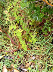 Abutilon sonneratianum