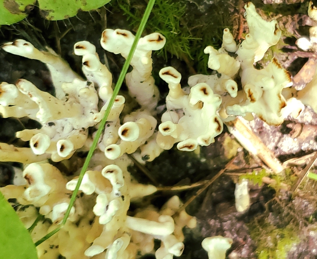 jellied false coral fungus · July 2026 · photo: Photo: (c) earl woolsey, some rights reserved (CC BY) · iNaturalist