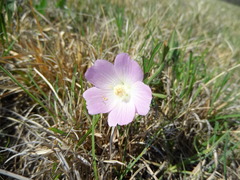 Callirhoe alcaeoides