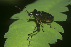 Euscelus scutellatus