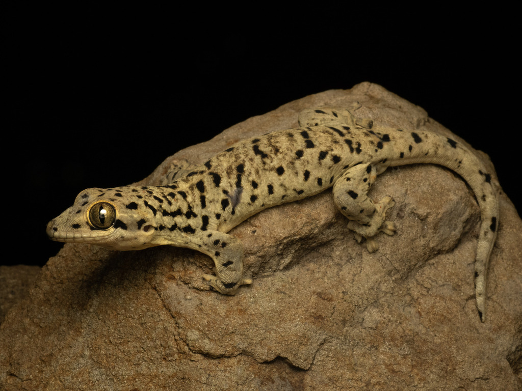 Saint Martin Thick-tailed Gecko
