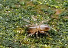 Ariadna bicolor
