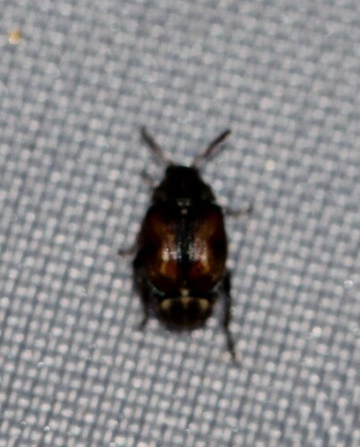 Stator limbatus