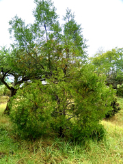 Afrocarpus