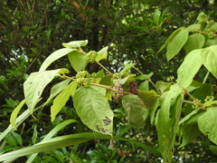 Callicarpa pedunculata