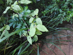 Callicarpa pedunculata