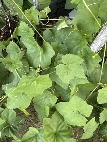 creeping cucumber