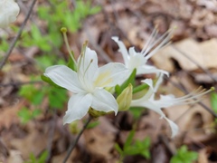 Rhododendron alabamense