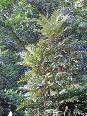 Cupaniopsis newmanii