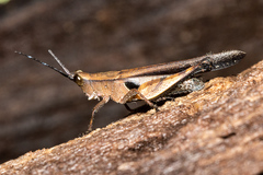 Xiphiola cyanoptera