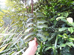 Cupaniopsis newmanii