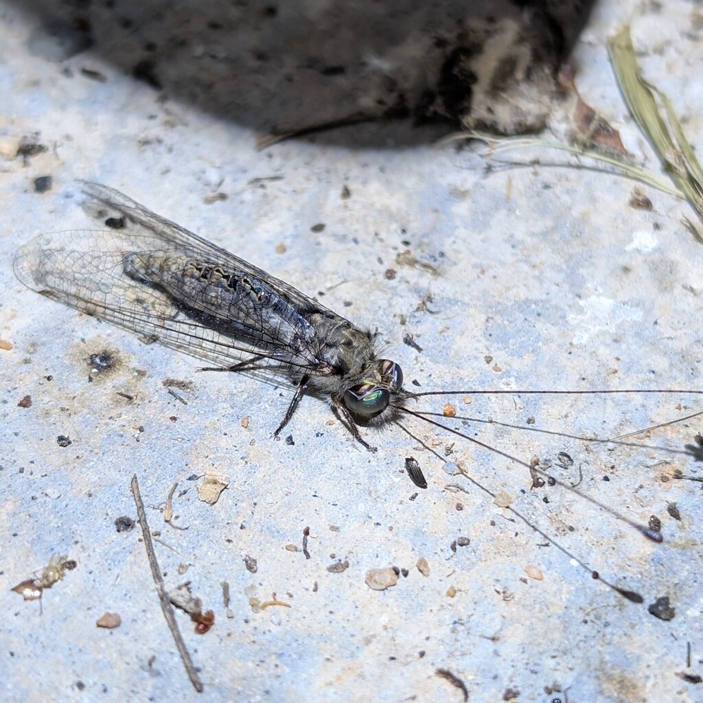 Ululodes floridanus