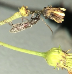 Elaphidion mucronatum