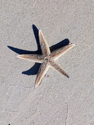 Astropecten vappa observed 2026-07-04